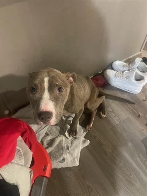 PENNY - American Staffordshire Terrier available for adoption