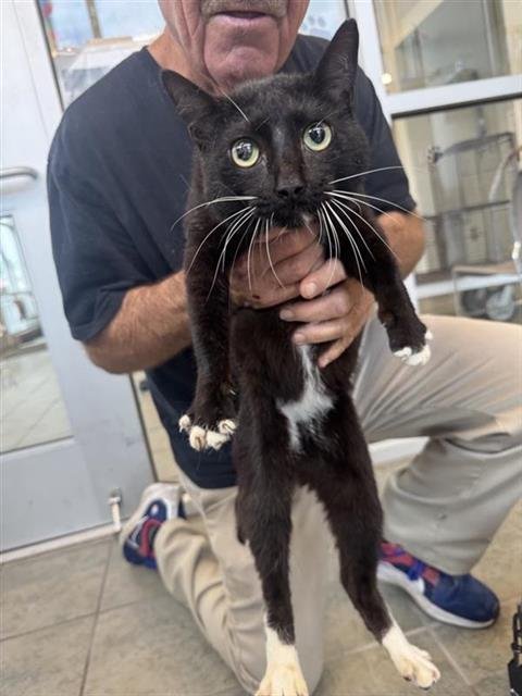 TOMAS - Domestic Short Hair available for adoption