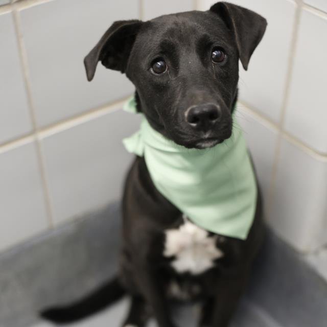 THURSDAY - Labrador Retriever available for adoption