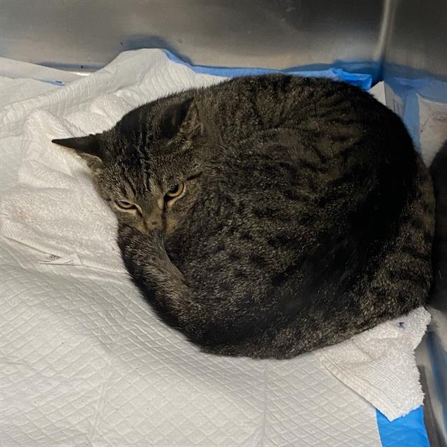 V25-8844 - Domestic Short Hair available for adoption