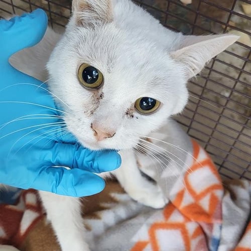 BEAN - Domestic Short Hair available for adoption