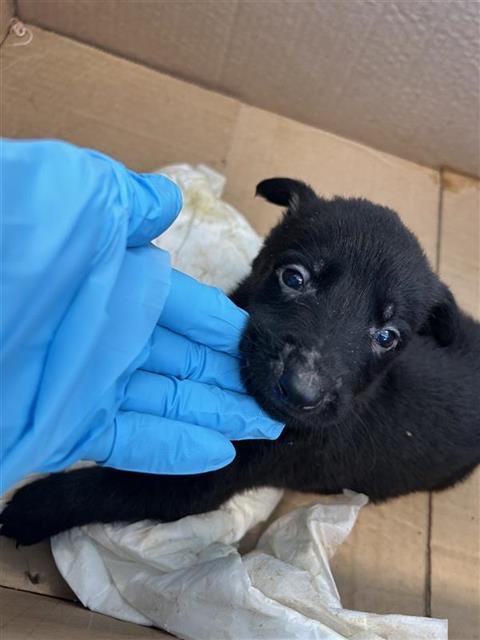 DEXTER - Labrador Retriever for adoption in San Antonio