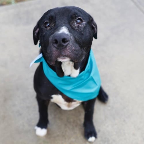 RUNT - American Staffordshire Terrier available for adoption
