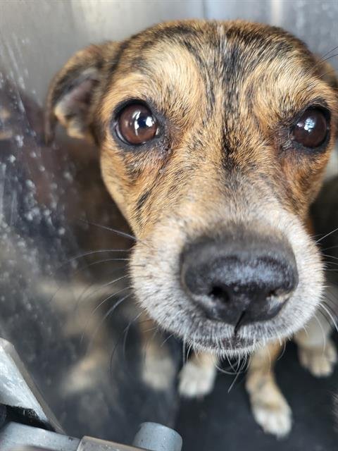 TIGON - Chihuahua available for adoption