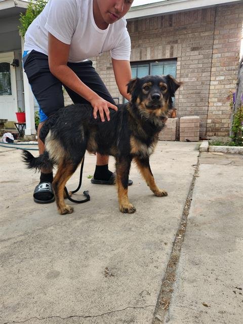 SIMBA - German Shepherd Dog available for adoption