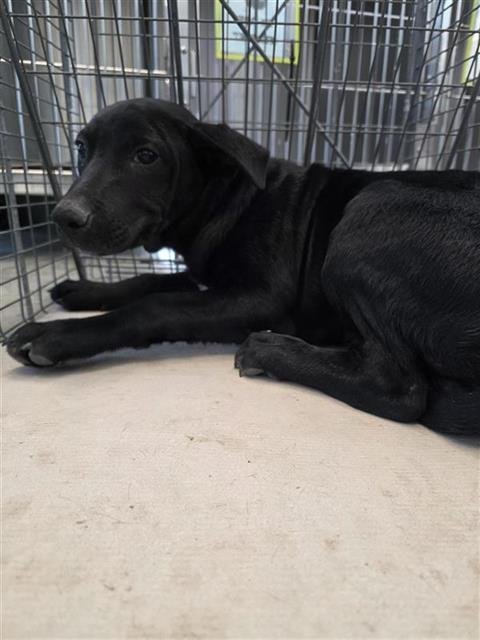 BERNARD - Terrier available for adoption