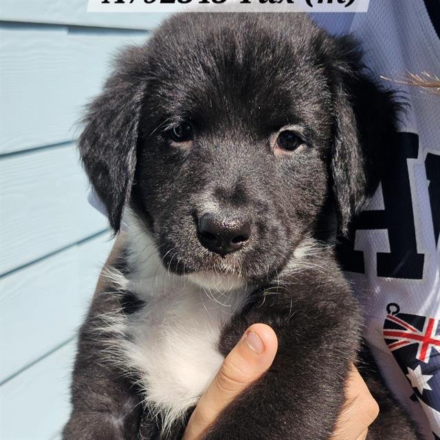 TUX - Doberman Pinscher available for adoption