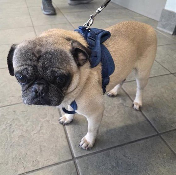 BUGS - Pug available for adoption