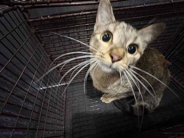 SPUNK - Domestic Short Hair available for adoption