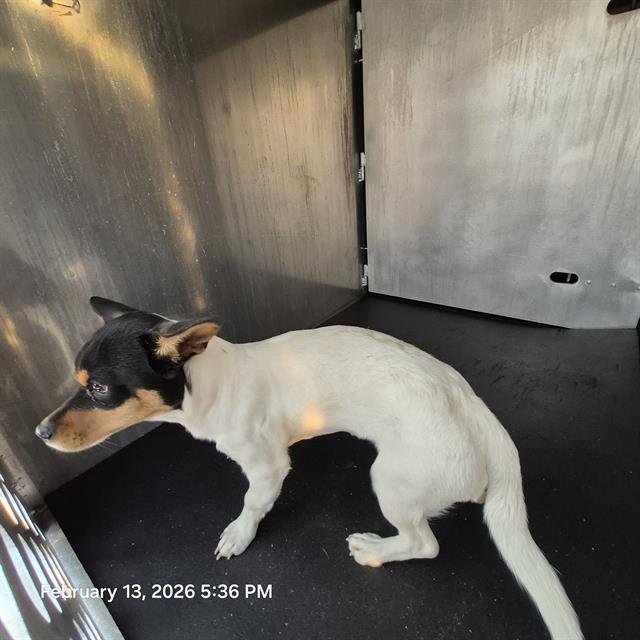 TONY - Chihuahua available for adoption