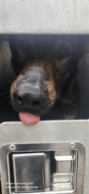 A793735 - German Shepherd Dog available for adoption