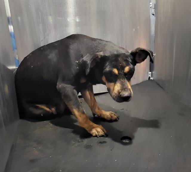 A795197 - American Staffordshire Terrier available for adoption