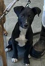 REMEY - Labrador Retriever available for adoption