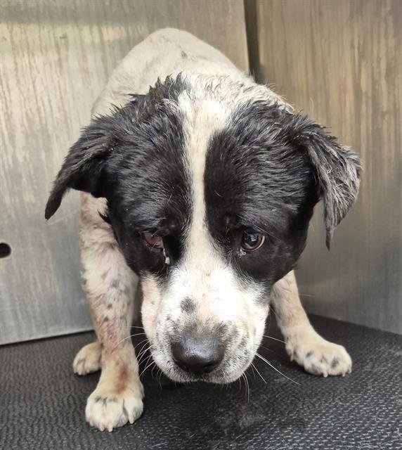 WINSTON - Terrier available for adoption