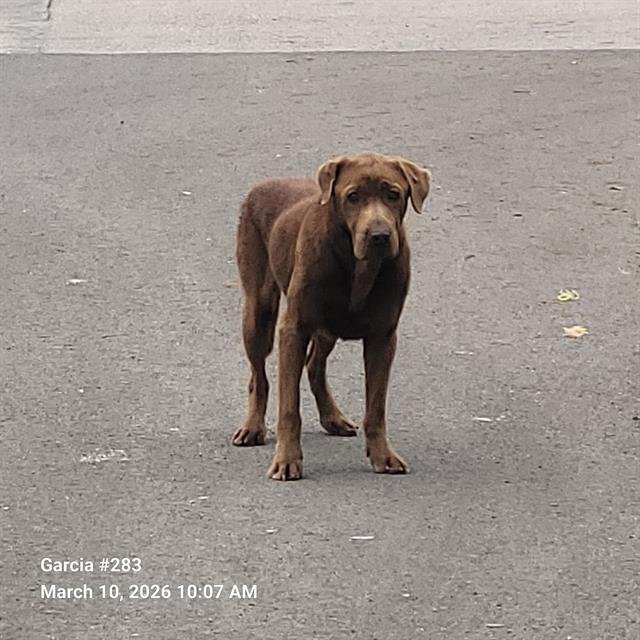WILBUR - Labrador Retriever available for adoption