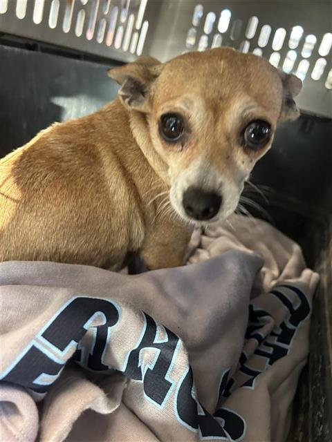 BISCUIT - Chihuahua available for adoption