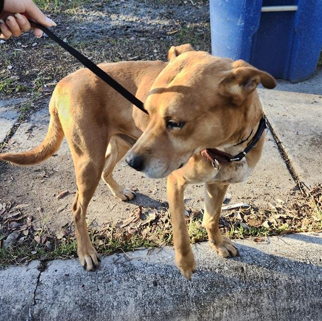 SPIKE - American Staffordshire Terrier available for adoption