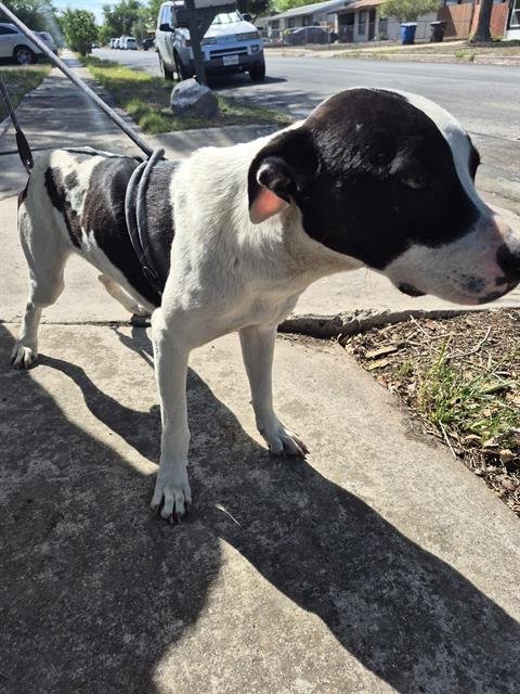 OREO - American Staffordshire Terrier available for adoption