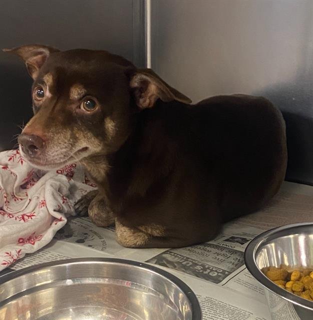 SCOOBY - Chihuahua available for adoption