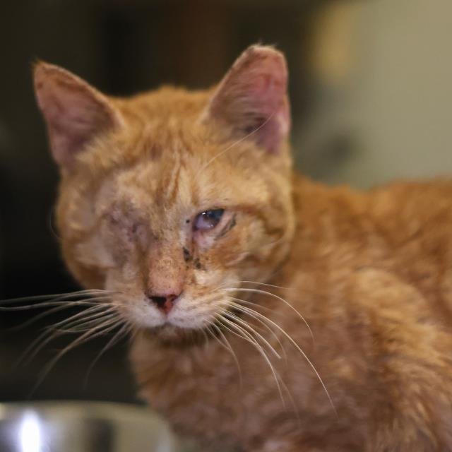 MEELO - Domestic Short Hair available for adoption