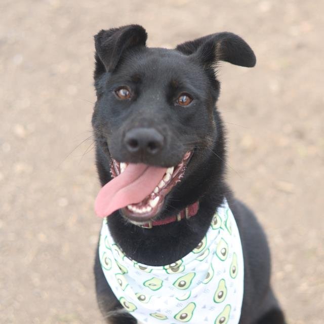 LUNA - German Shepherd Dog available for adoption