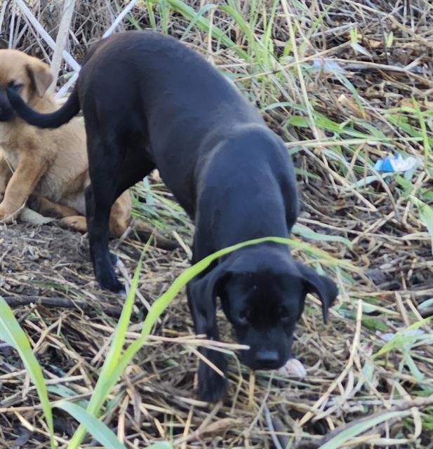 ZORRO - Hound available for adoption