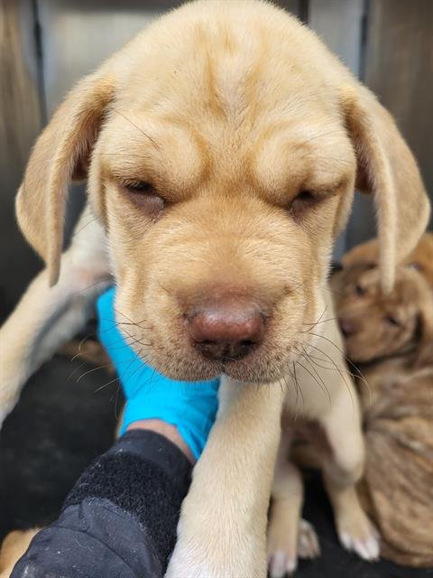 RUFUS - Terrier available for adoption