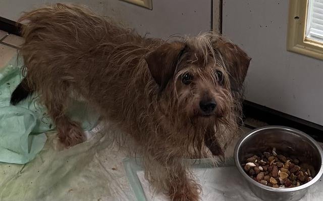 WOOBIE - Chihuahua available for adoption