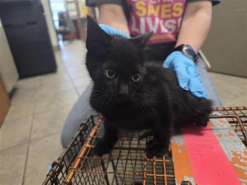 MORTY - Domestic Short Hair available for adoption