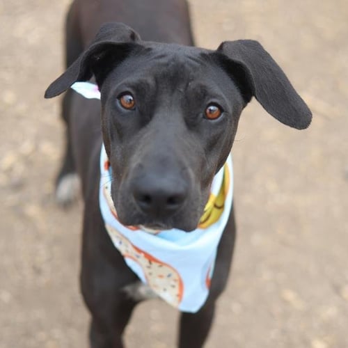 TEDDY BEAR - Doberman Pinscher available for adoption