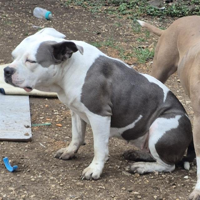 BERRY - American Staffordshire Terrier available for adoption