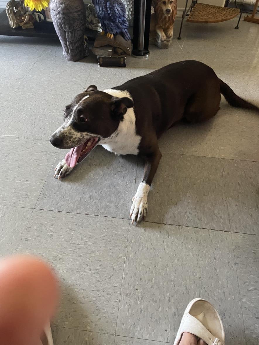 BELLA - Australian Cattle Dog/Blue Heeler available for adoption