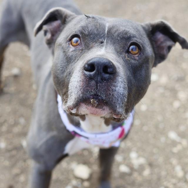 STRIPE - American Staffordshire Terrier available for adoption