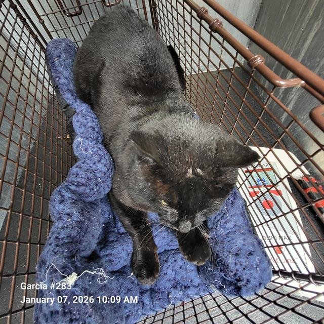 BLACKEY - Domestic Medium Hair available for adoption