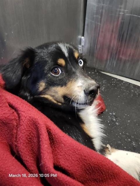 BUG - Australian Shepherd available for adoption