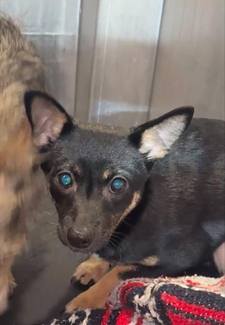 A790125 - Chihuahua available for adoption