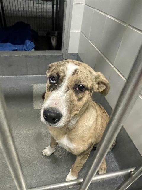 AMILIE - Catahoula Leopard Dog available for adoption