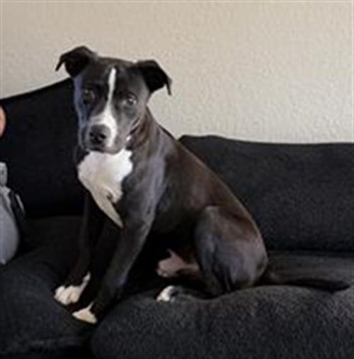 ROCKY - Labrador Retriever available for adoption