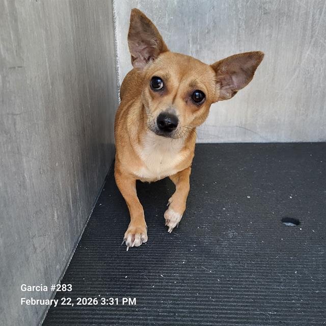 ARIEL - Chihuahua available for adoption