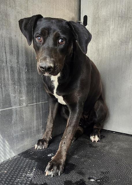 BETTY - Labrador Retriever available for adoption