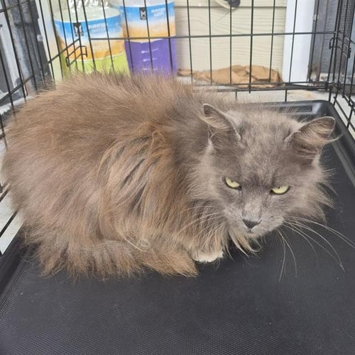 A809248 - Domestic Long Hair available for adoption