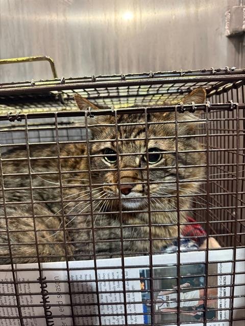 A789783 - Domestic Short Hair available for adoption