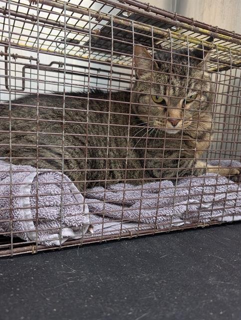 TOM-TOM - Domestic Short Hair available for adoption