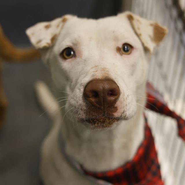 LOUISE - Terrier available for adoption