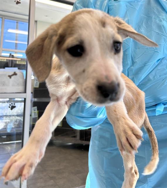 ANTONIA - Beagle available for adoption