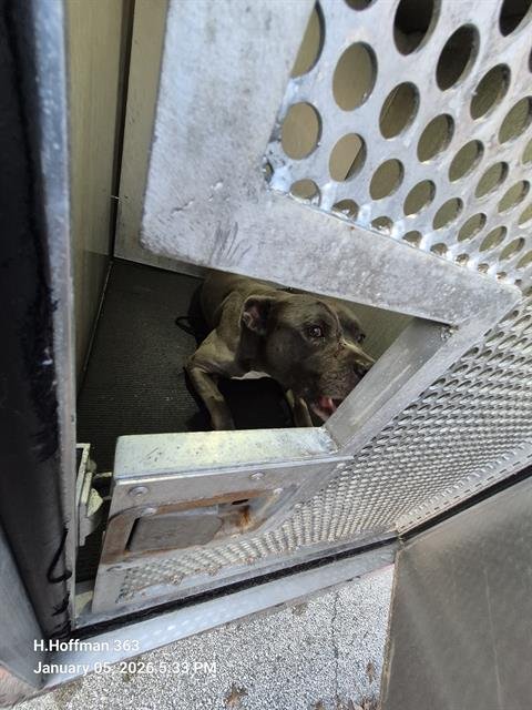 STRIPE - American Staffordshire Terrier available for adoption