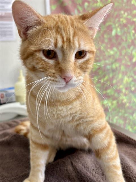 SURFBOARD - Domestic Short Hair available for adoption
