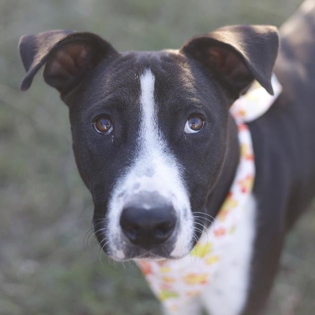 GUNNER - American Staffordshire Terrier available for adoption
