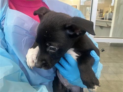 WEMBY - American Staffordshire Terrier available for adoption
