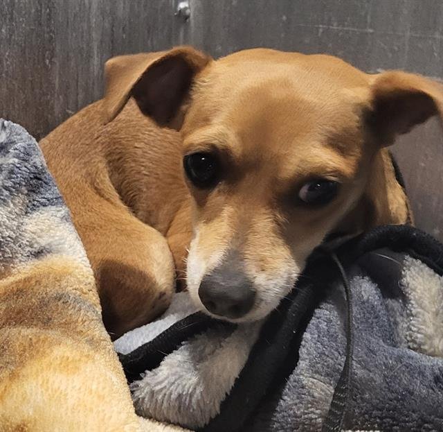 ARTHUR - Chihuahua available for adoption